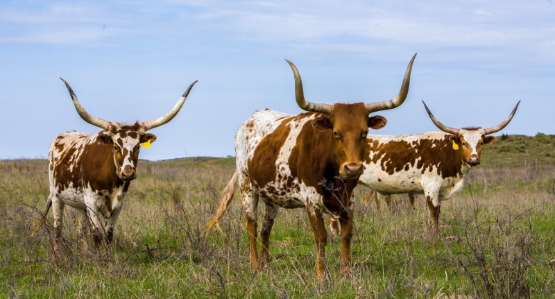 a group of cows in a field