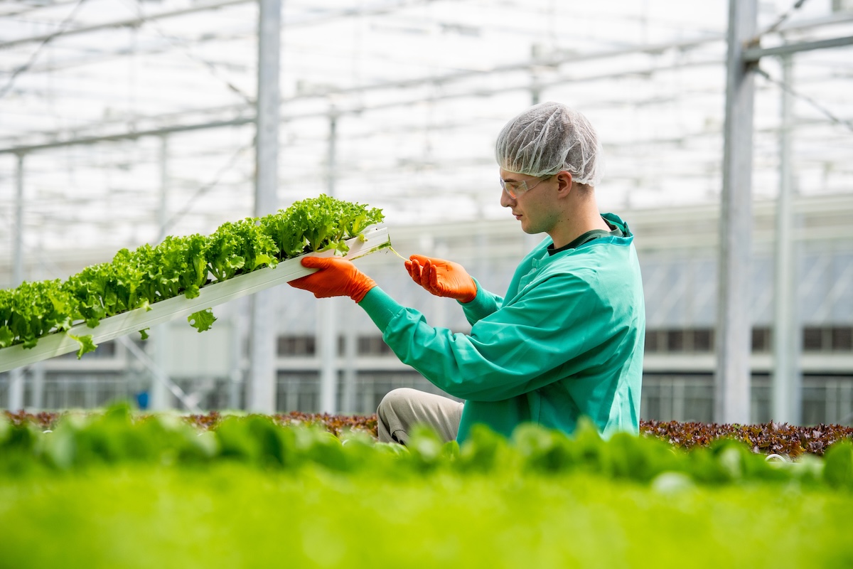 Cox farms employee holding a tray of lettuce