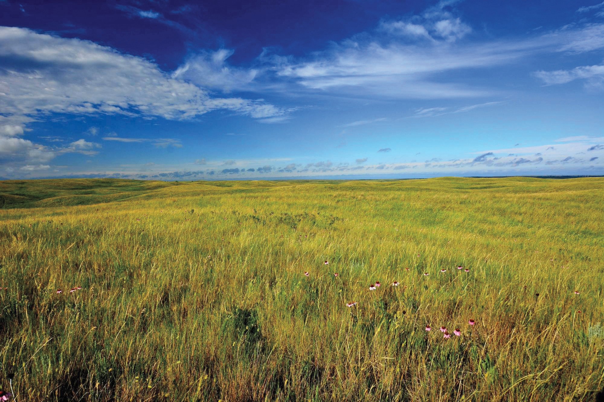 Cox protecting the environment - a field of grass and flowers