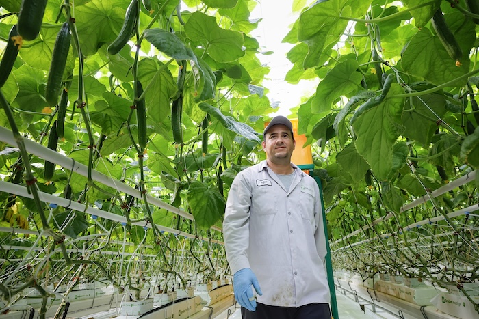 Mucci farms employee standing in a greenhouse